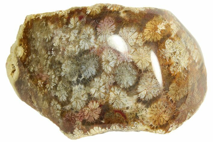 Polished Fossil Coral Head - Indonesia #210898